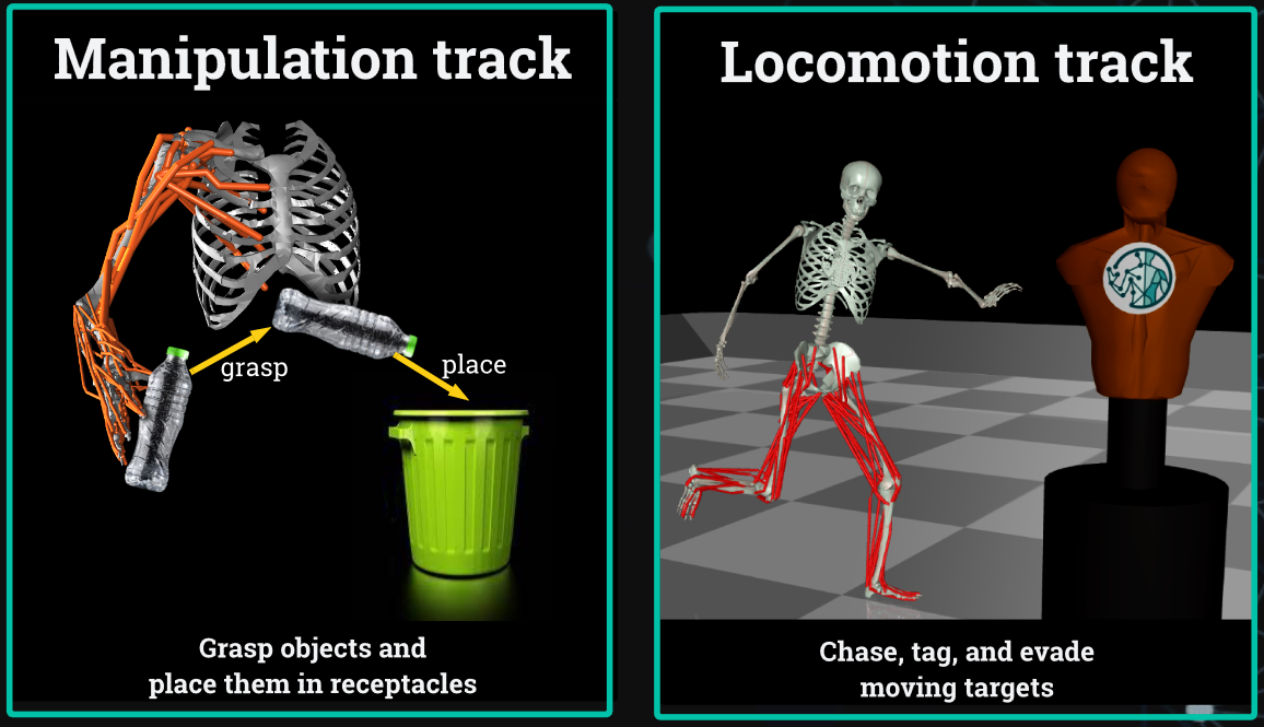 Depictions of the MyoChallenge models